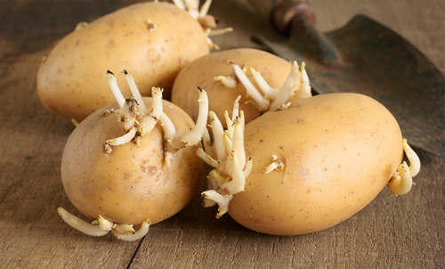 Why sprouted potatoes are toxic to the body?